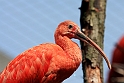 Rod Ibis